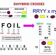 Image result for Standard Dihybrid Cross