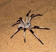 Image result for Top 10 Biggest Spiders in the World