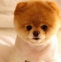 Image result for Pomeranian Tan and White and Grey