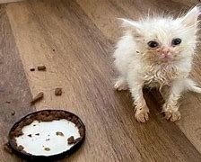 Image result for cats meme 2023