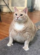 Image result for Obese Munchkin Cat