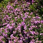 Image result for Polygala Dolomite
