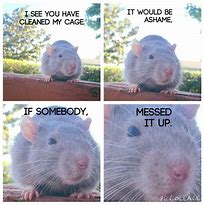 Image result for A Rat Begging Meme Tamplate