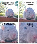 Image result for rat�dico