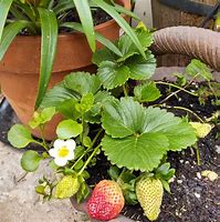 Image result for Fragaria x ananassa Gariquette