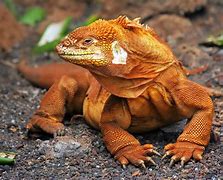 Image result for Dragon Reptile