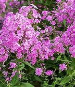 Image result for Phlox amplifolia Christine [J.S.]