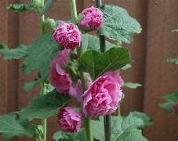 Image result for Alcea rosea indian spring