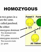 Image result for What Is a Homozygoud