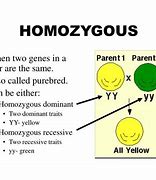 Image result for Homozygous
