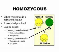 Image result for Homozygous Round