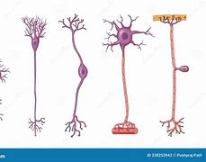 Image result for Neuron Cell Types