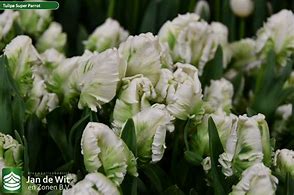 Image result for Tulipa Power Parrot