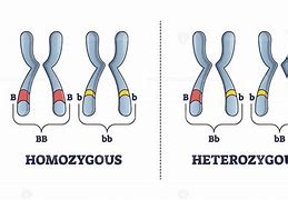Image result for Homozygous Genotype