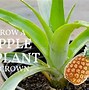 Image result for Pineapple Plant Growing