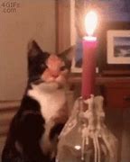 Image result for Fire Cat Meme