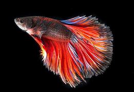 Image result for HD Fish Wallpaper 1920X1080