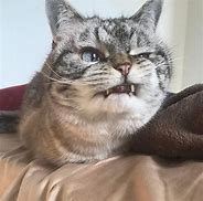 Image result for Don't Mess with Me Cat Meme