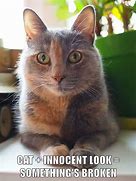 Image result for lolcats