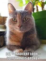 Image result for Cat Memes Lolcats
