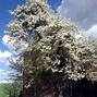 Bildergebnis für Pyrus communis Kriekpeer