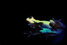 Image result for Neon Frog