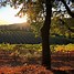 Image result for Boeger Winery