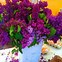 Image result for Lilacs