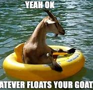 Image result for Meme Goate