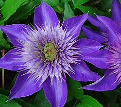 Image result for Sapphire Blue Clematis