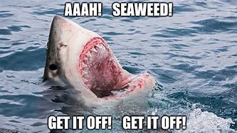 Image result for Shark Funny Teeth Meme