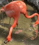 Image result for Flamingo Phone Case