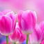 Image result for Flowers Wallpapers Free Cell Phone