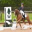 Image result for Dressage Horse with High Head