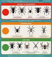 Image result for Spider Species List