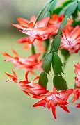Image result for Christmas Cactus Varieties