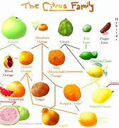 Image result for Orange Lemon Lime Cute