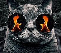 Image result for Trippy Cat Backgrounds