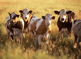 Image result for National Geographic Kids Cows