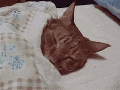 Image result for Bedtime Cat Meme