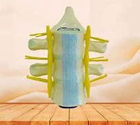 Image result for Spinal Cord Anatomy Model