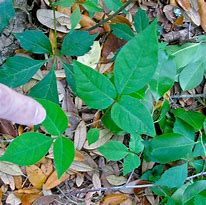 Image result for Poison Vines in FL
