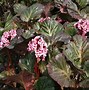 Image result for Bergenia Magic Giant
