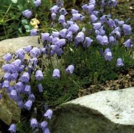 Image result for Campanula cochleariifolia Jingle Blue