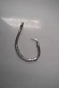 Image result for Circle Hook Dead Live Baits