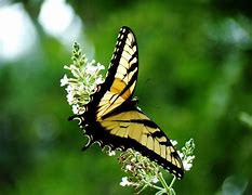 Image result for Exotic Butterflies
