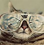 Image result for Hipster Cat Backgrounds