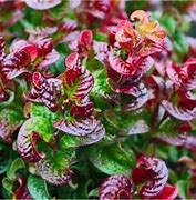 Image result for Leucothoe axillaris Curly Red