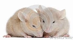 Image result for 2 Mice