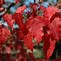 Image result for Varieties of Maple Trees